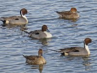 Pintail Group